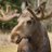 moose6485