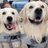 my2goldendogs
