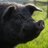 porkedpig