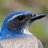 scrubjay__