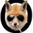 theNewsfox