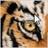tiger20004