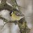 where_shrikes